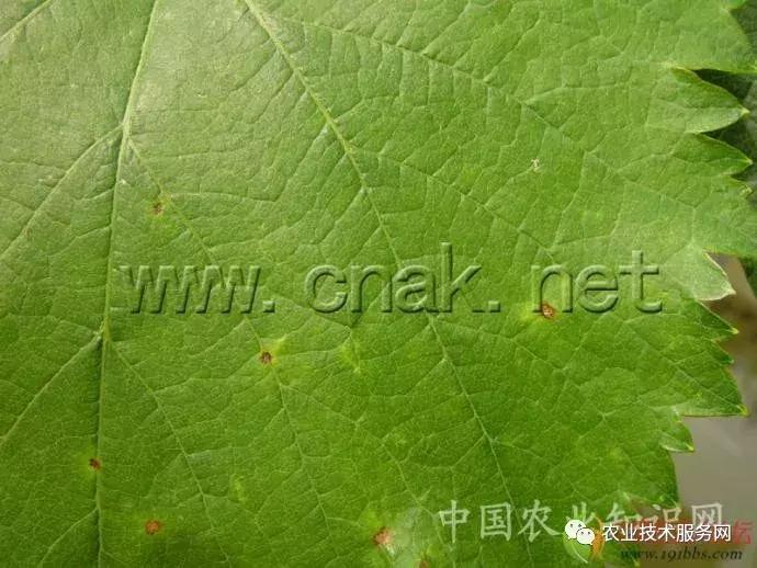 葡萄花前主要病害,葡萄病害图片大全大图