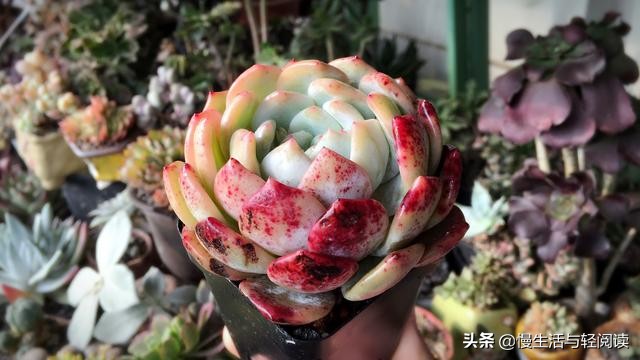 慢生活轻阅读,慢生活轻小说全集