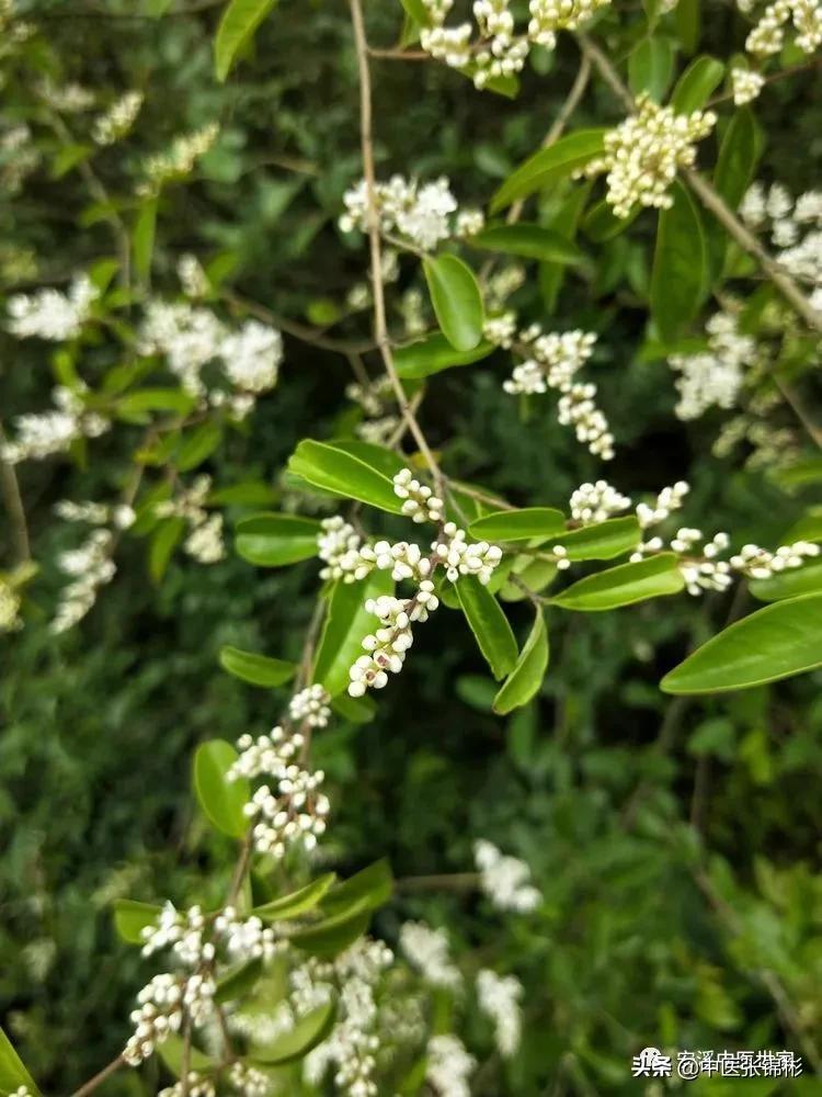 认识身边的中药材,认识中医寻找身边的中药