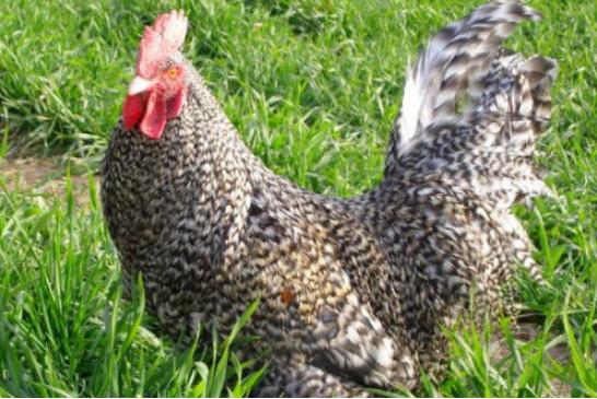 芦花鸡的最好养殖方法,芦花鸡的饲养价值高吗