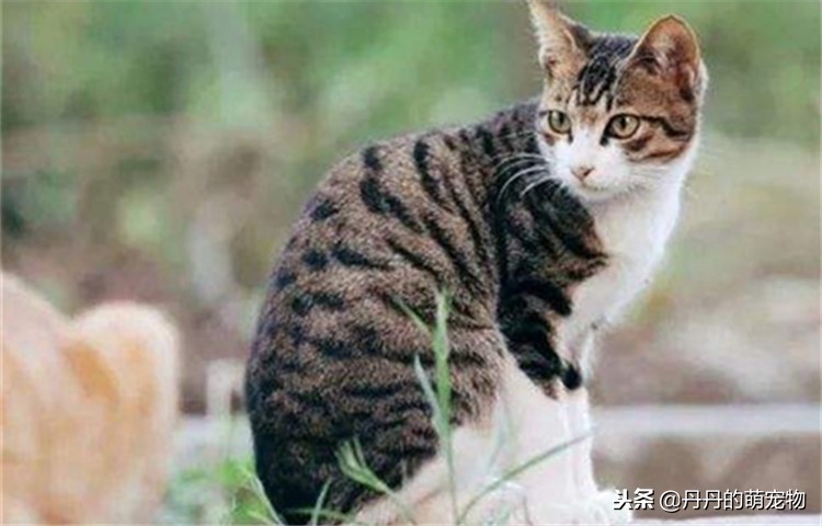 猫咪瘦了是什么原因,猫咪各方面正常但是越来越瘦