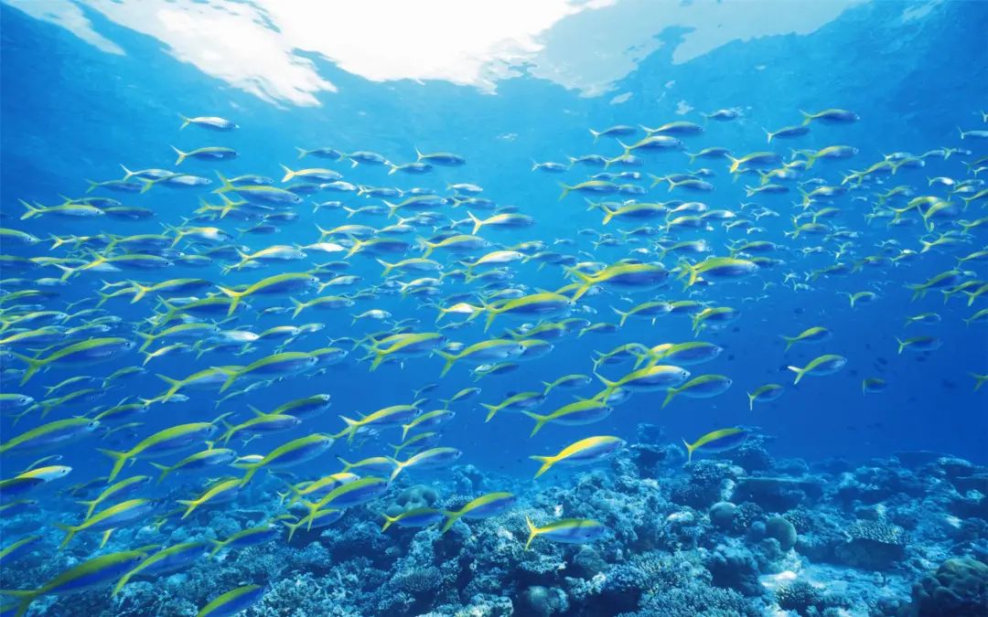 有什么样鳞片的鱼不能吃,这六种鱼千万不要吃