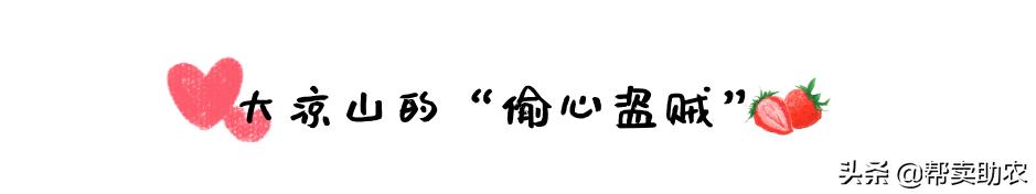 比车厘子还好的水果,比车厘子小的水果