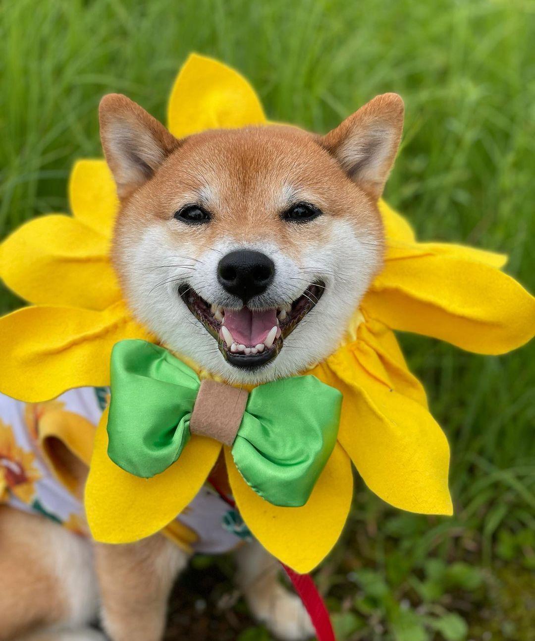 柴犬价格揭秘你买的柴犬值吗,如何区分真柴犬和假柴犬