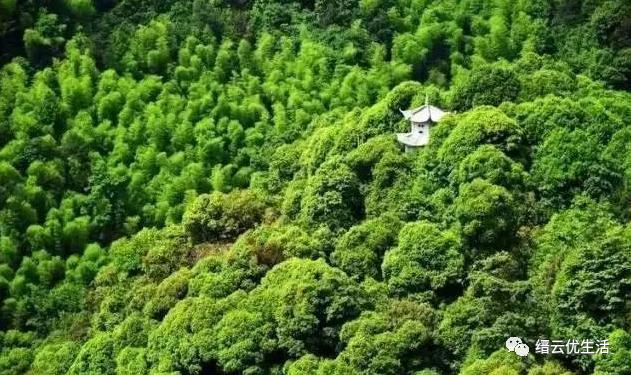 雅宅苦槠豆腐,雅宅苦槠腐