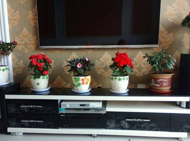 花卉绿植要怎么养护才长得好,养花技巧家庭养护绿植的小方法