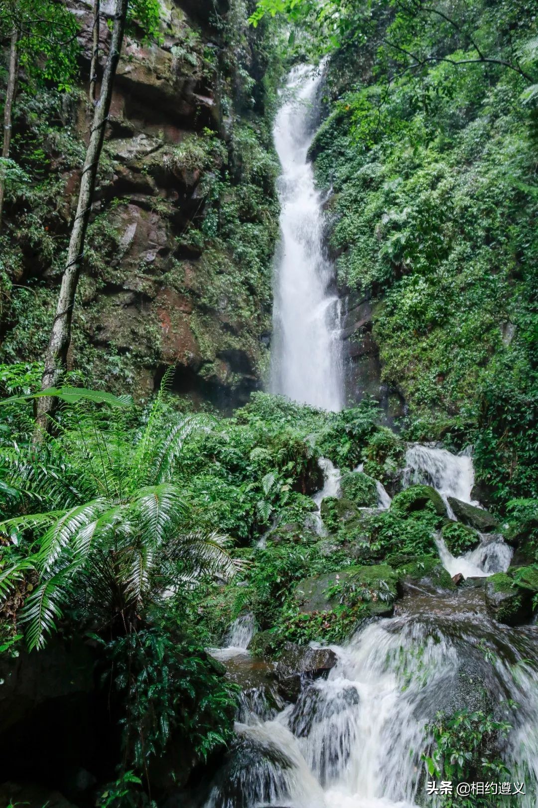 赤水大瀑布 侏罗纪公园 (世界唯一保留的侏罗纪原始公园)