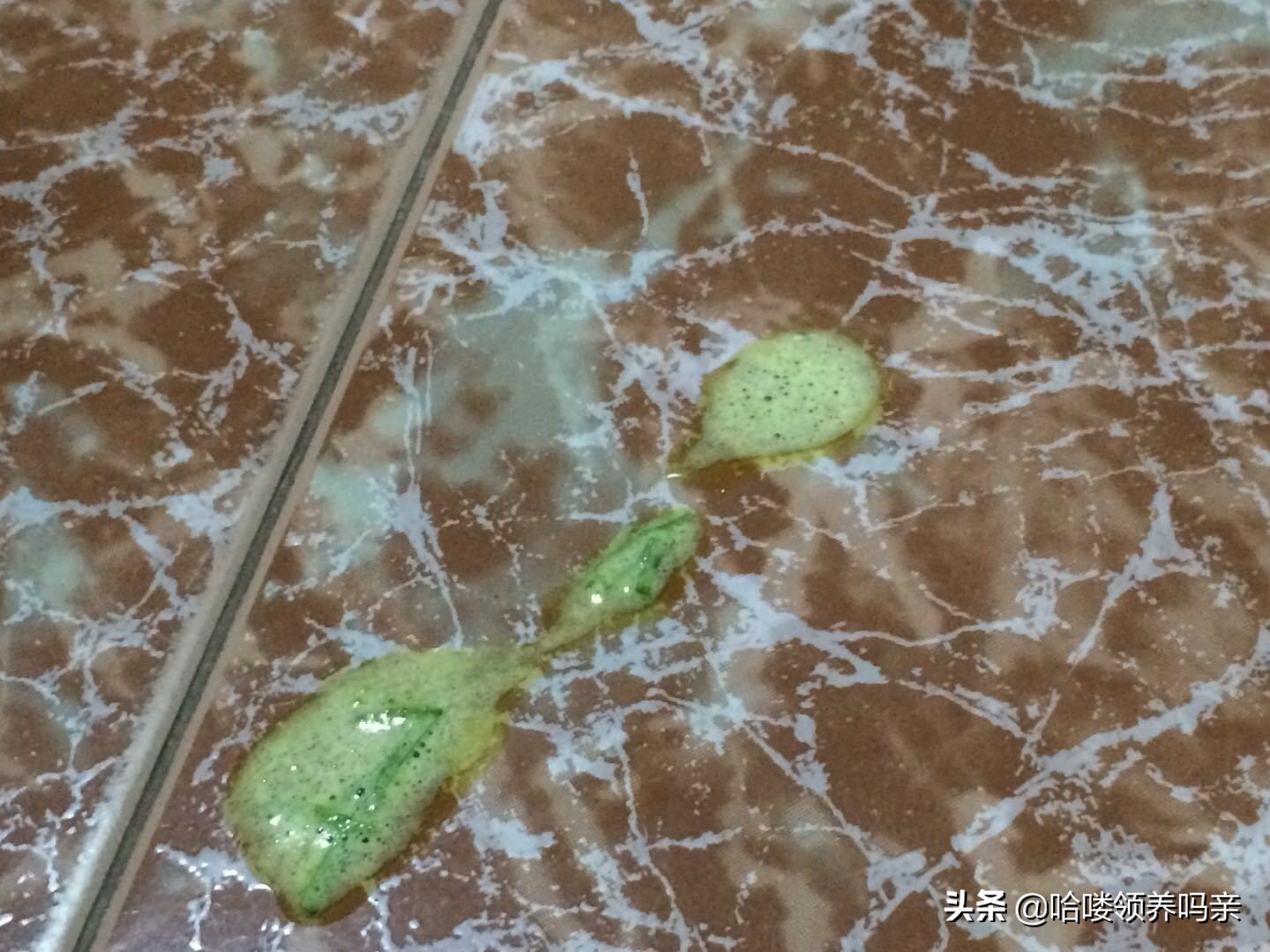 狗狗出现呕吐是什么原因造成的呢,狗狗呕吐的这4个原因