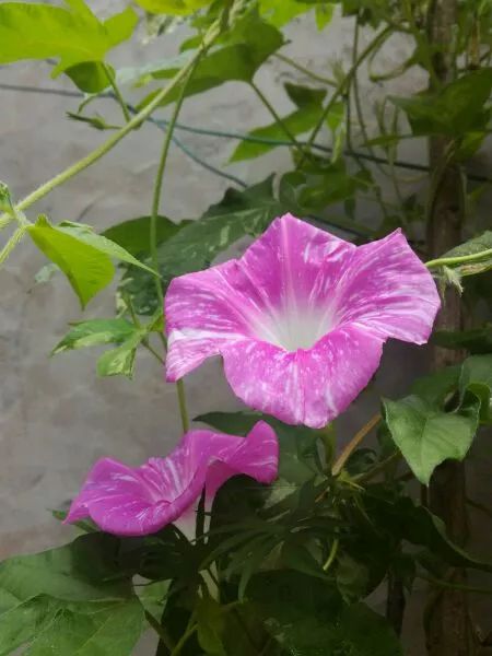 牵牛花到处都可以肆无忌惮的生长,不常见的品种,美出天际!