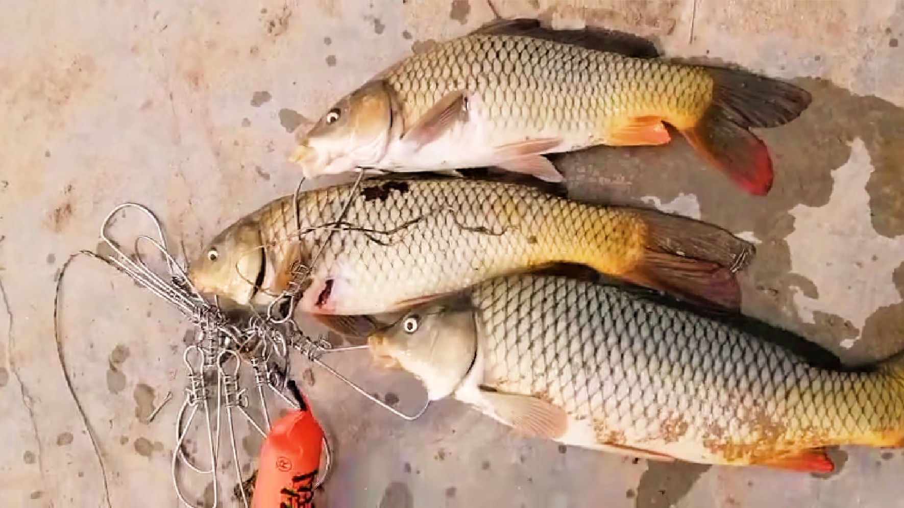 大快人心抓捕现场视频,大快人心刑拘视频