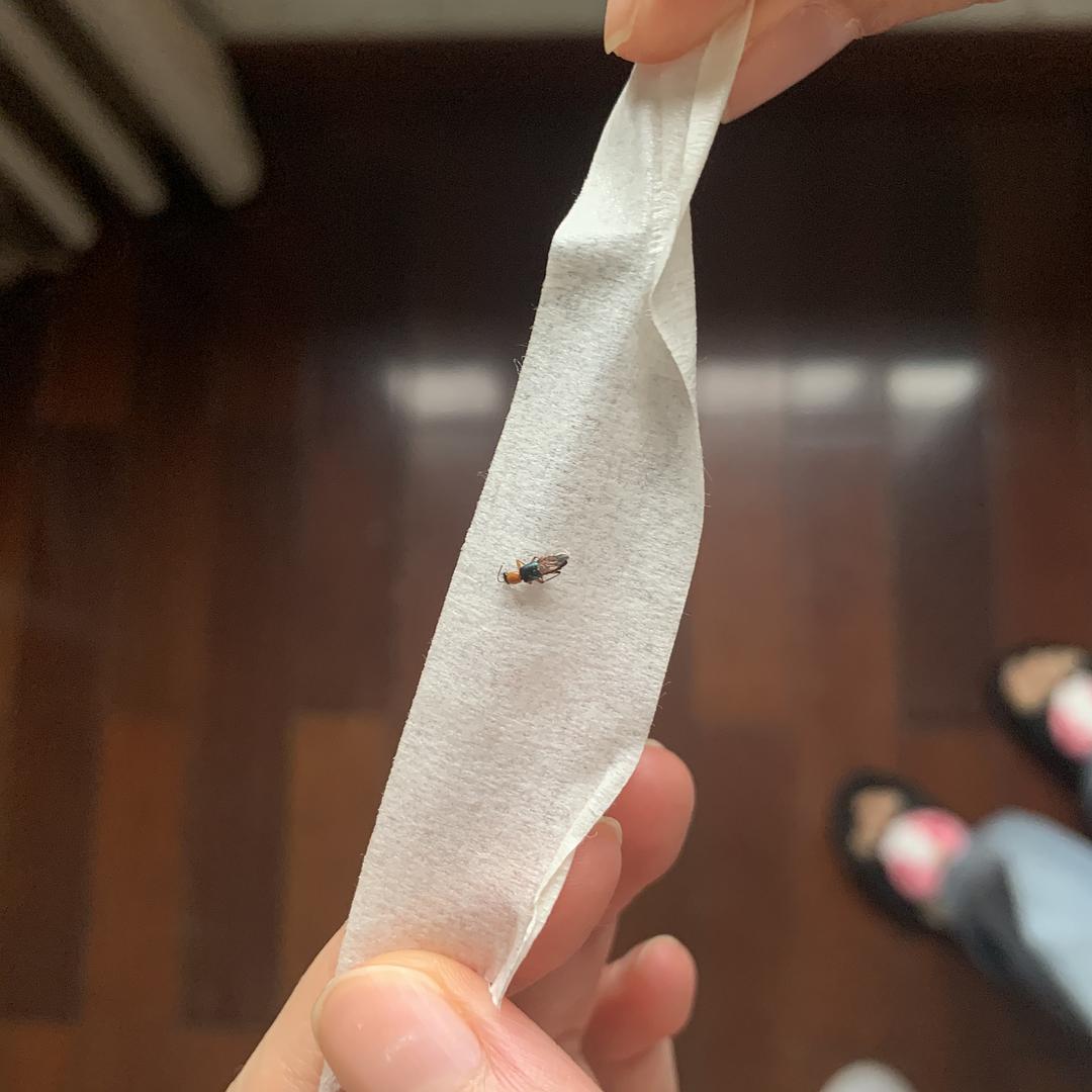 隐翅虫主要分布广东,罕见大量隐翅虫入侵