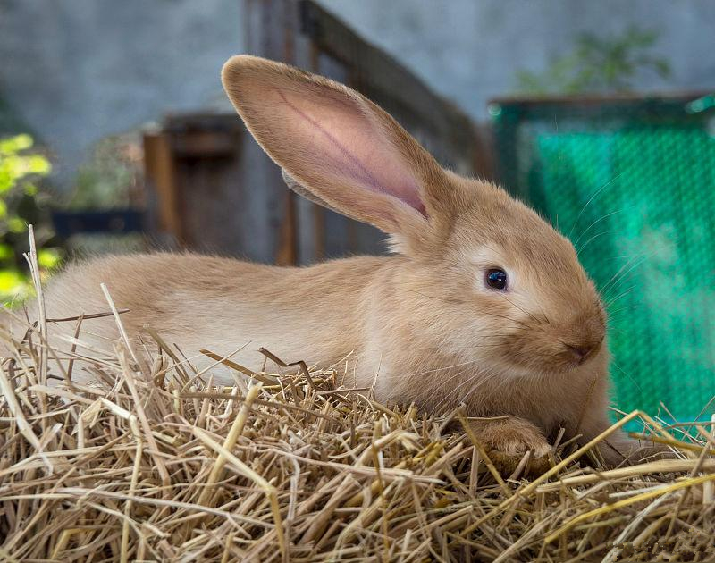 养兔技术母兔,母兔的繁育方法
