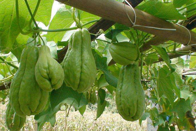 佛手瓜的根部叶片发黄是怎么回事,佛手瓜果实发黄怎么办