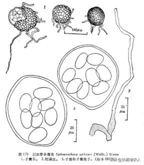 草莓白粉严重怎么治,草莓黑心病防治