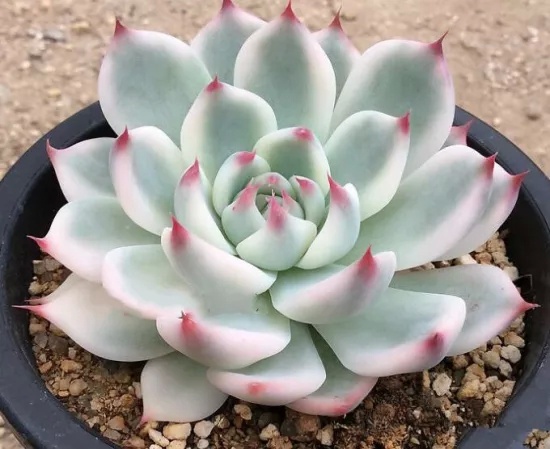 多肉出锦怎么养好看,多肉出锦水配方