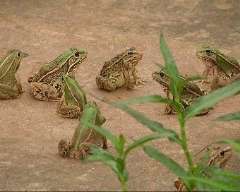 呱呱~石潭有个“青蛙王子”，每天都与500万只青蛙玩耍！