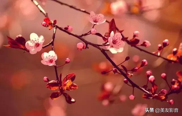 古诗词中的春天珍藏版,古诗词里的春天合集