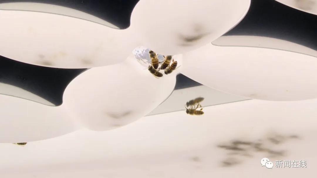 成群蜜蜂飞进屋里死亡,一群蜜蜂飞进家里全死了