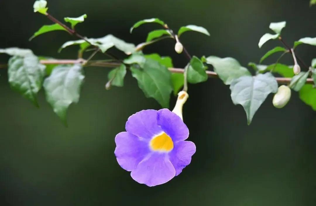 50种·蓝紫色系植物,尊享高贵典雅浪漫的视觉盛宴