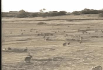 澳洲的兔子是怎么泛滥的,澳洲兔子怎么形成的