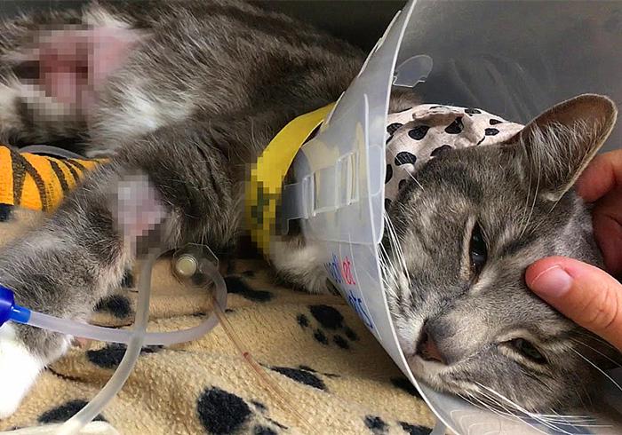 猫咪喝了牛奶拉肚子,猫咪喝牛奶拉肚子有效解决