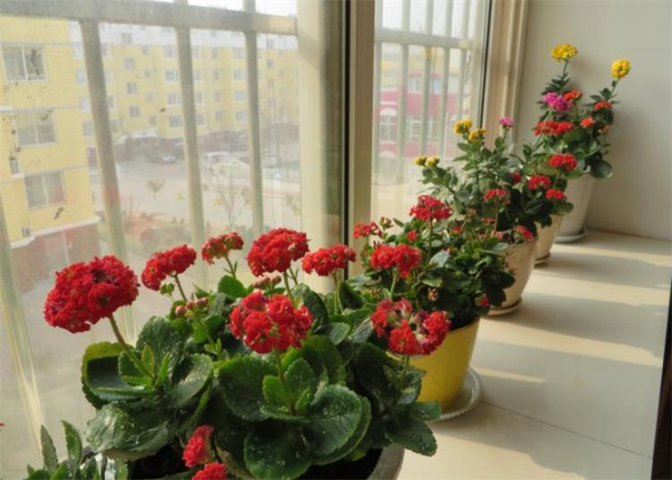 花叶发黄应该怎么办？从5个方面做出调整，十有八九能挽救回来