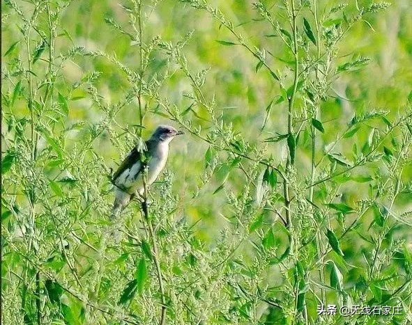 澶х編鏃犳瀬楂樻竻鐩存挱,澶х編鏃犳瀬