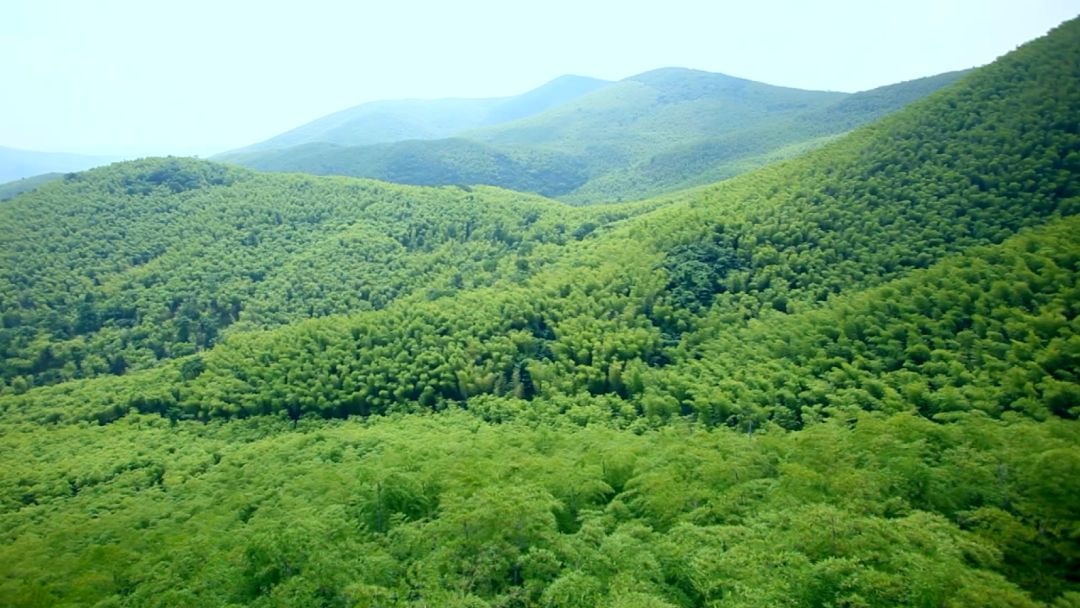 关于春天的颜色,关于春天的景色是什么