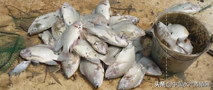 鱼病快速诊断与防病技术,鱼虾蟹病防治方法