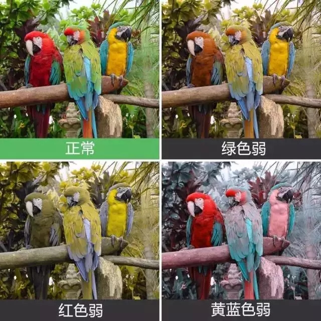 色盲患者眼里的世界是黑白的吗,色盲眼中的世界是不是真正的颜色