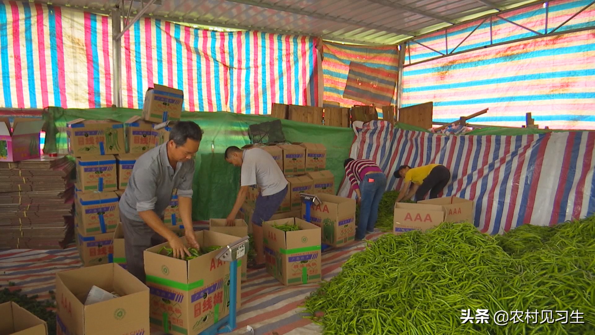 湖南辣椒卖出天价,湖南本地辣椒几百一斤