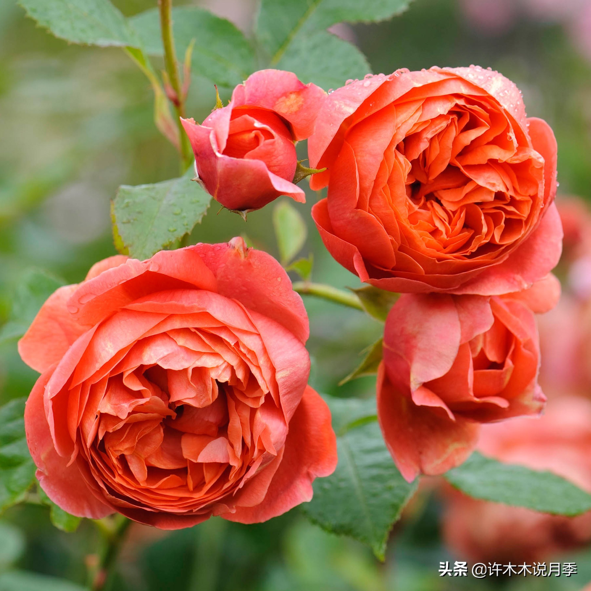 奥斯汀花型月季推荐,奥斯汀月季2020新品种