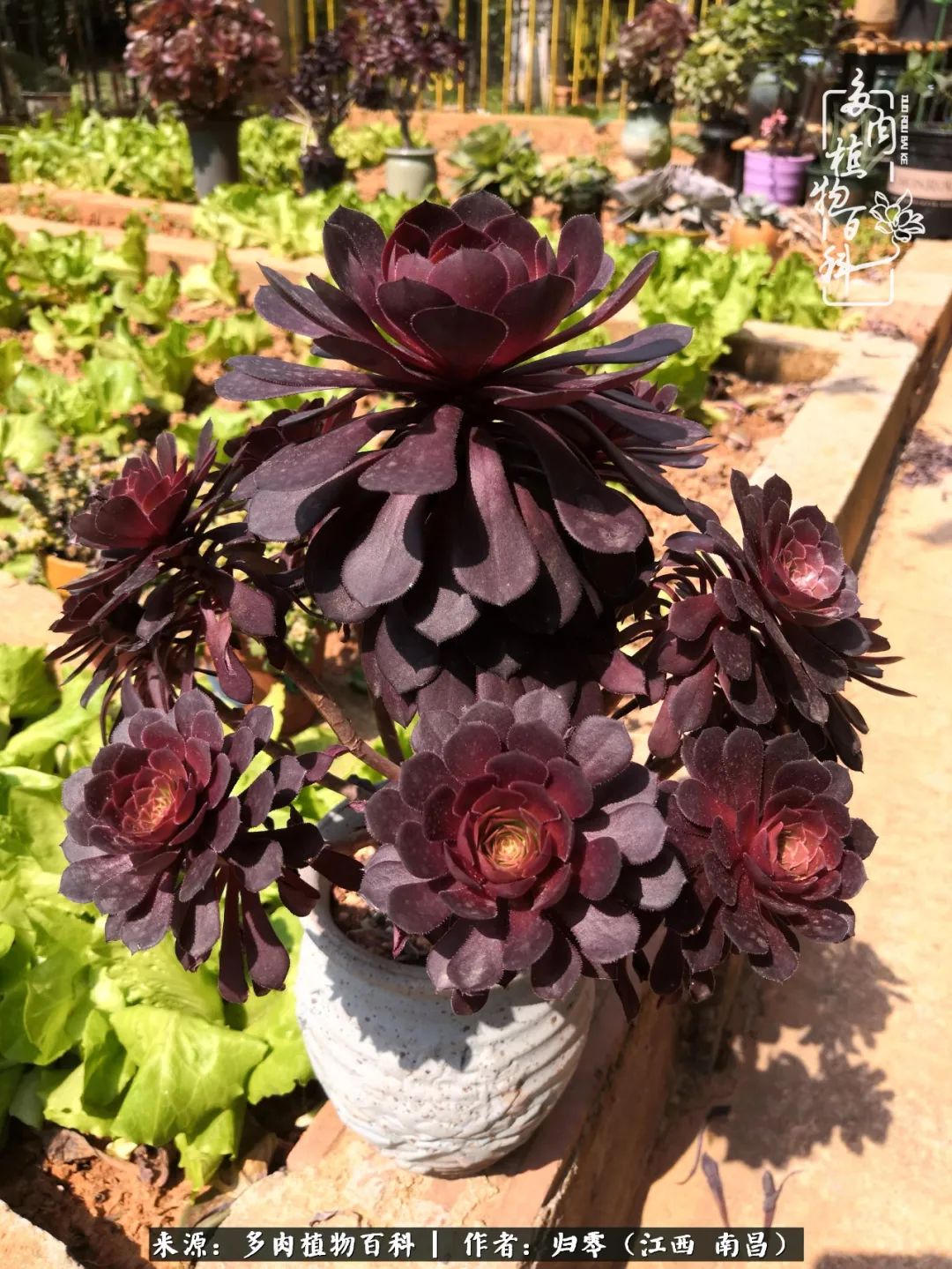 人生转个弯,在小院遇见落入凡间的多肉小精灵