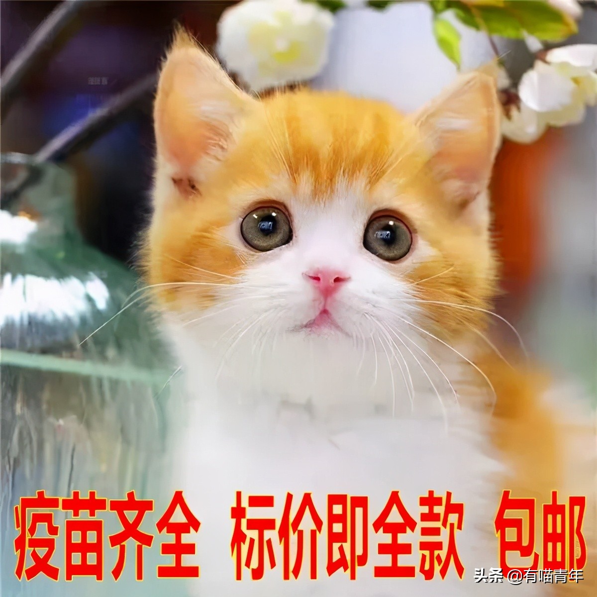 pdd买猫和老鼠,pdd两百买的猫
