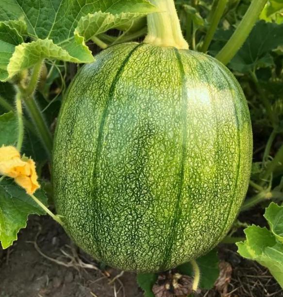 30岁中国女子买下70万平日本小岛,中国30岁女子买下70万平岛屿