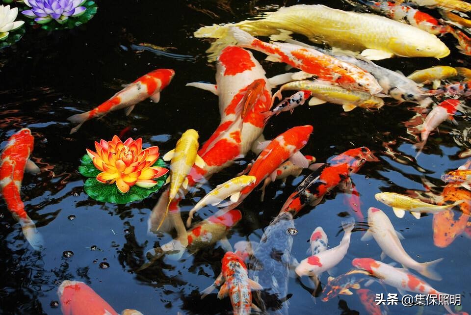 锦鲤怎么养才能长得好看,锦鲤怎样养才养得好看