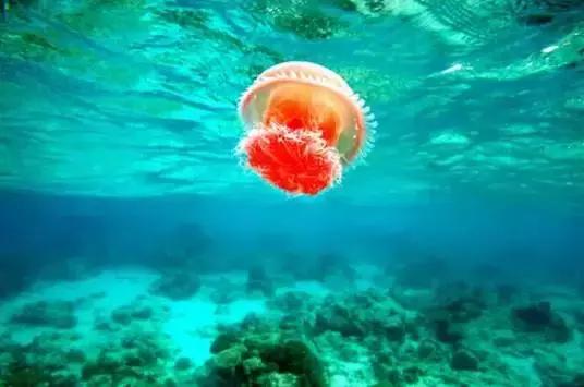 全球惊艳的10个海底世界，看到第一个就想出发！