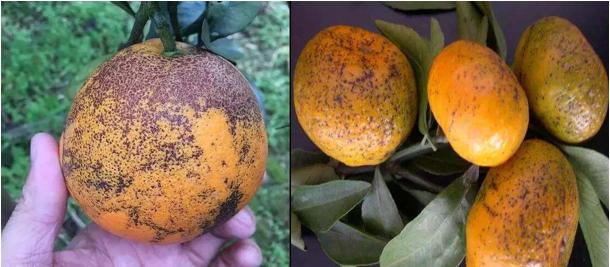 柑橘沙皮病最佳治疗方法,柑橘沙皮病怎么防治