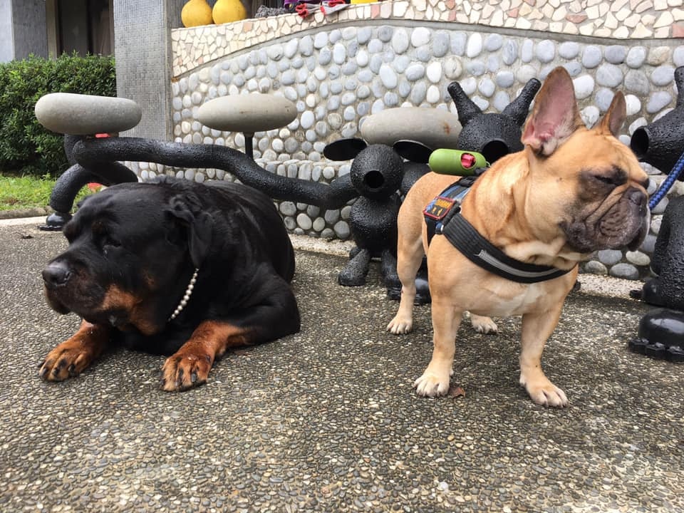 罗威纳犬被打,罗威纳挑衅斗犬