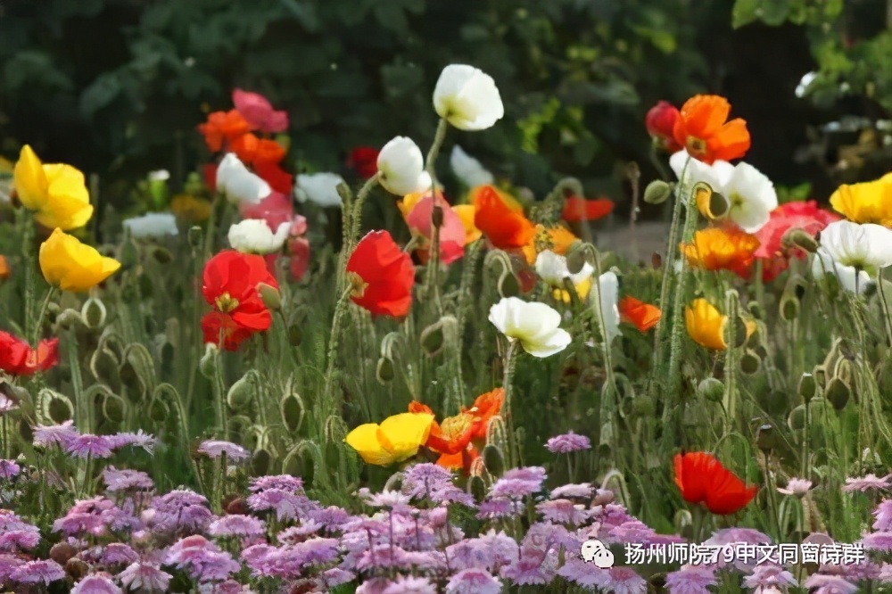 【老师去了，我每年来摩挲老师家的杨柳】