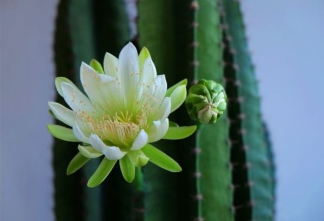 家里养量天尺的好处,量天尺适合什么季节养