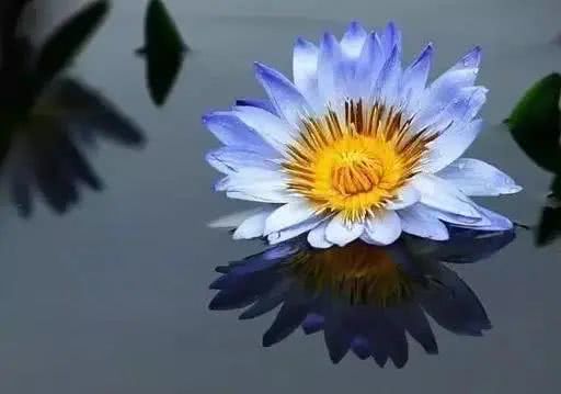 十大最贵的玫瑰花品种,世界上十大鲜花排名图片