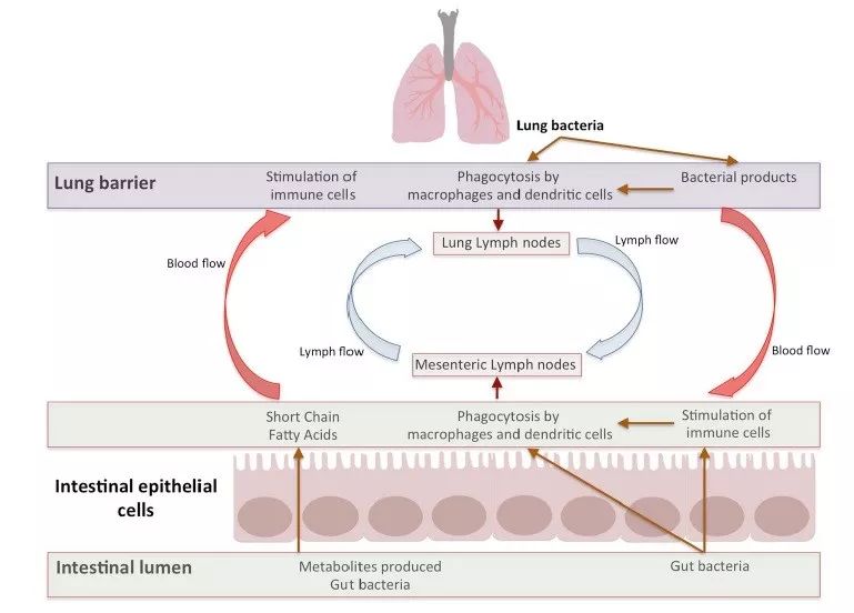 肠道菌群直接影响肠道健康,肠道菌群影响血糖吗