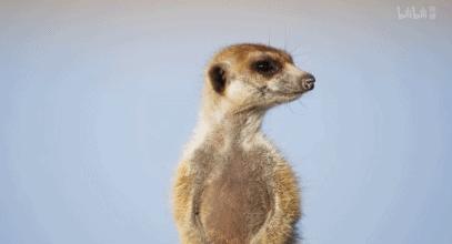 bbc纪录片最值得看的,bbc神级纪录片豆瓣评分超9