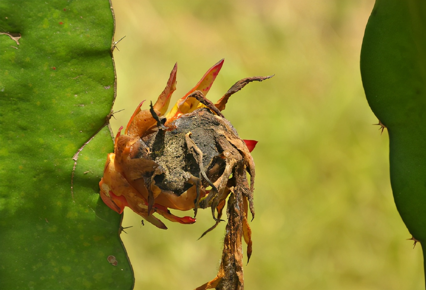 火龙果开花的地方发霉正常吗,火龙果灰霉病怎么回事