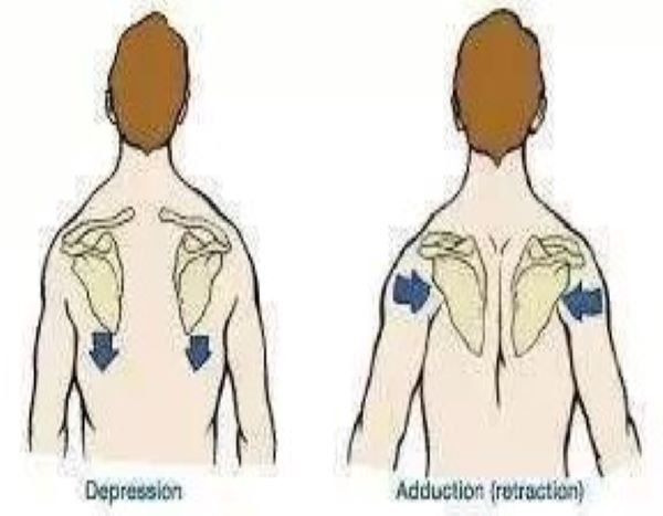 为什么很多健身动作都要收紧肩胛骨?掌握其中原理,健身才会高效