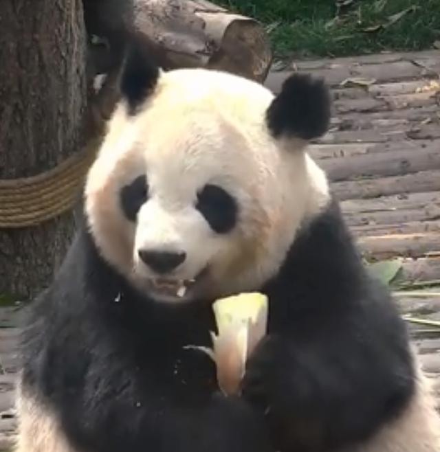 外国到底有多喜欢大熊猫,外国人是有多喜欢大熊猫