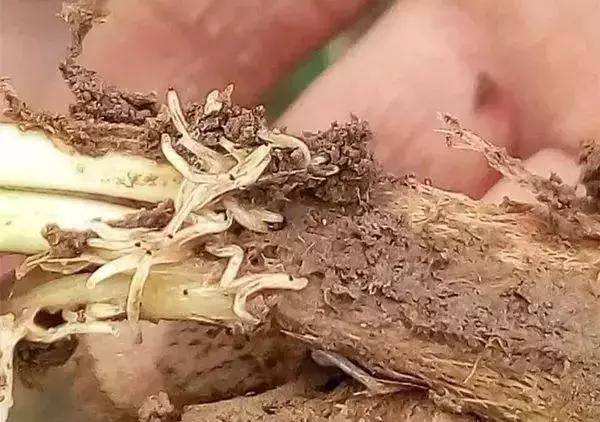 如何根据病虫害情况确定用药方案,防治病虫害配药灭虫有技巧