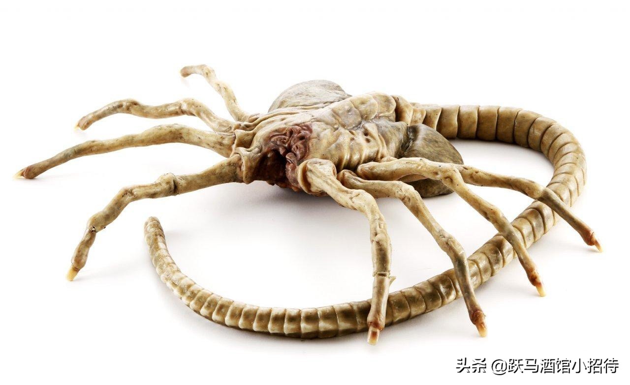 异形抱脸虫交替过程,异形抱脸虫种类