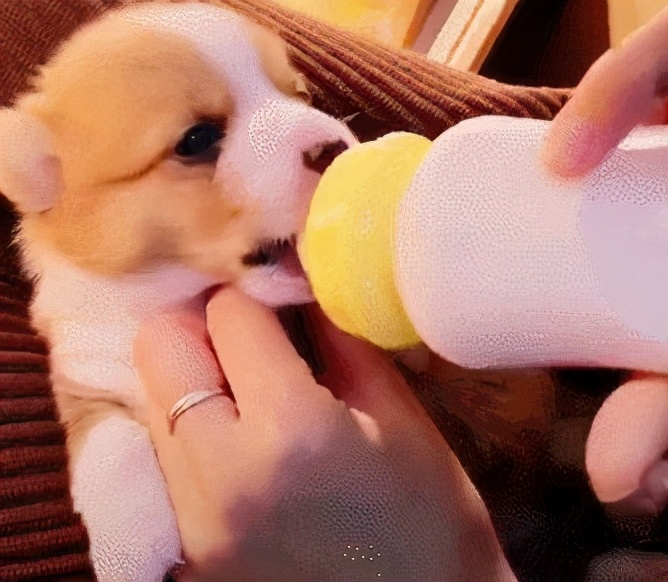 wildfieldhealth蛋白粉测评,wildfieldhealth牌子如何